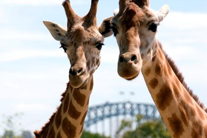 Taronga Zoo Entry & Return Ferry - Sydney Harbour - What you will find inside Taronga Zoo