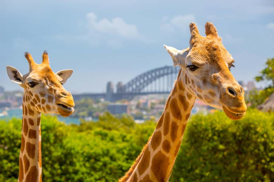 Taronga Zoo Sydney Wild Australia Experience - Key points to know