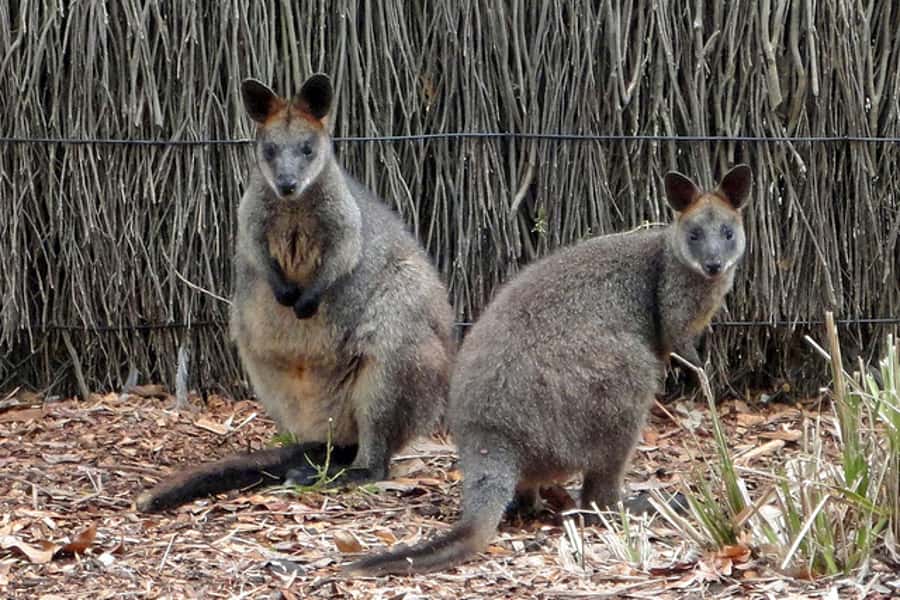 Taronga Zoo Sydney Wild Australia Experience - Practical details before you book