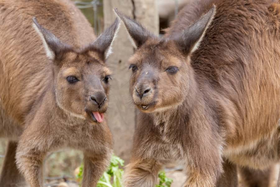 Taronga Zoo Sydney Wild Australia Experience - Inside the animal food-preparation kitchen