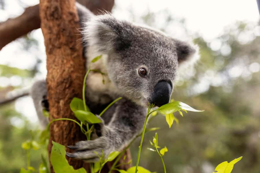 Taronga Zoo Sydney Wild Australia Experience - Platypuses, echidnas and potoroos
