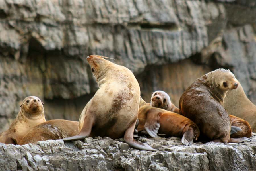 Tasman Peninsula Tour, Cruise & Port Arthur Historic Site - Wildlife sightings depend on nature