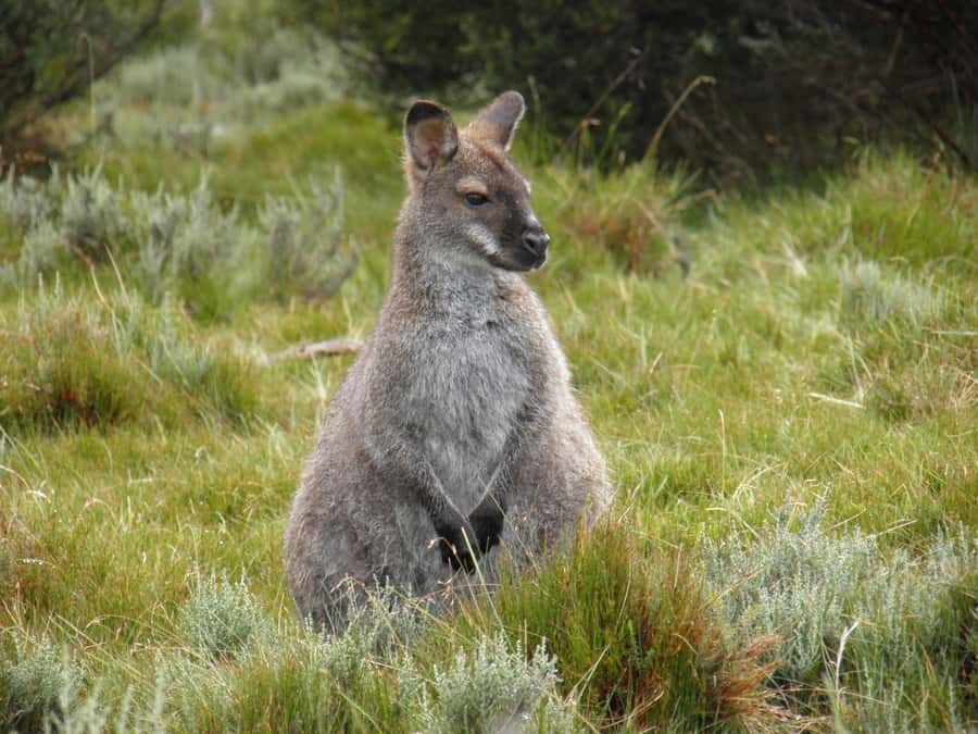 Tasmania: Wilderness and Wildlife Guided 6-Day Tour - Accommodation, transport, and daily comfort