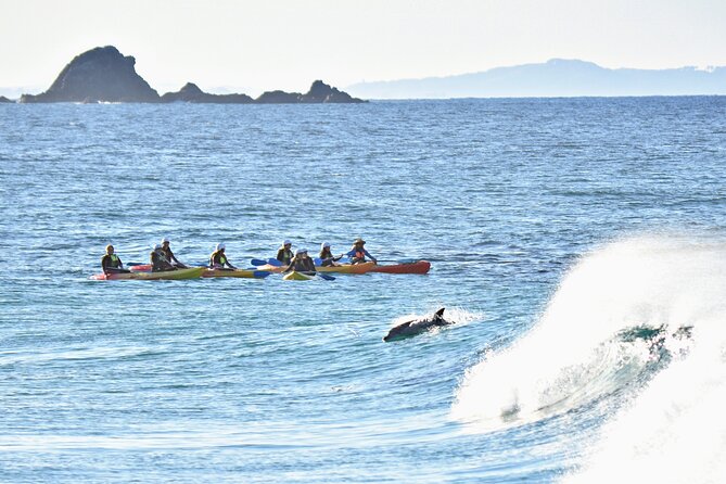 The Byron Bay Sea Kayak Tour - What the Byron Bay Sea Kayak Tour really offers