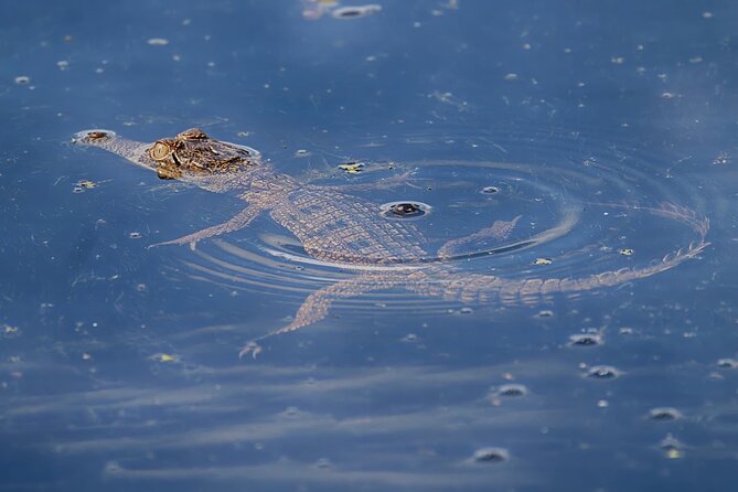The Croc Bus to the Famous Jumping Crocodile Cruise - Practical details before you go