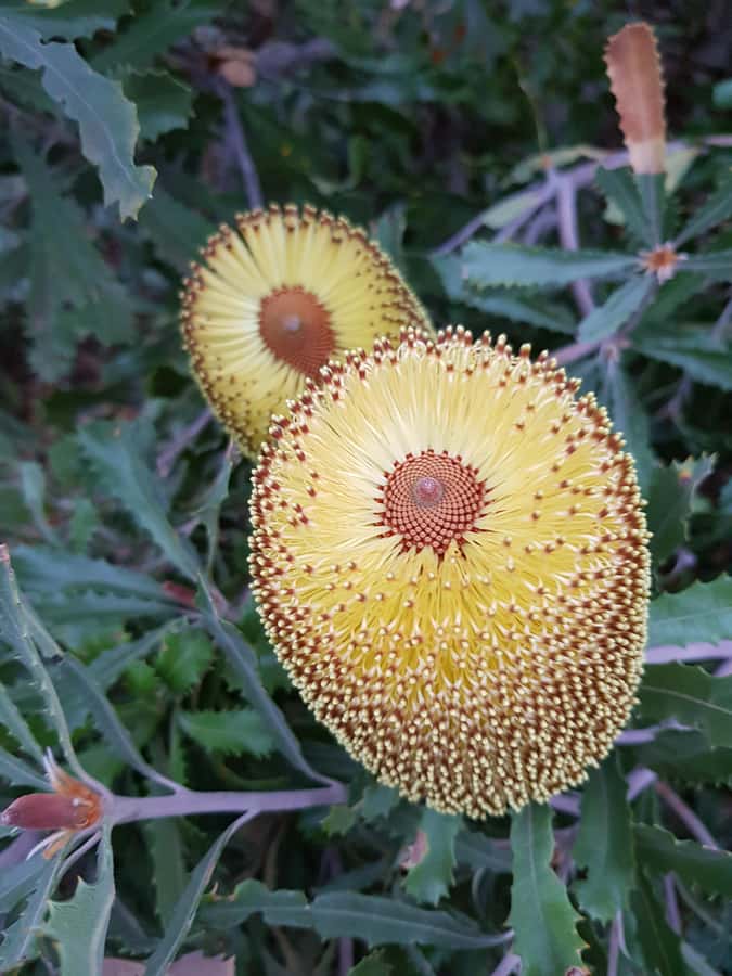 The Gap & Natural Wonders Tour - Who should book this Albany coast tour?