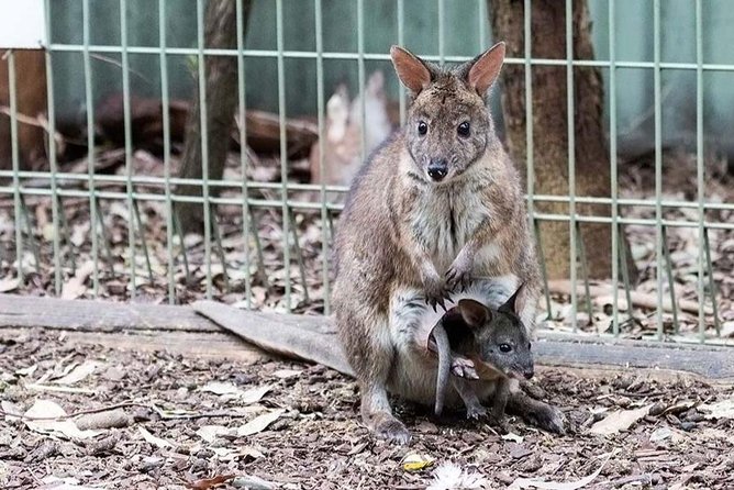 The Ultimate Sydney Attractions Pass - Who will get the most from it