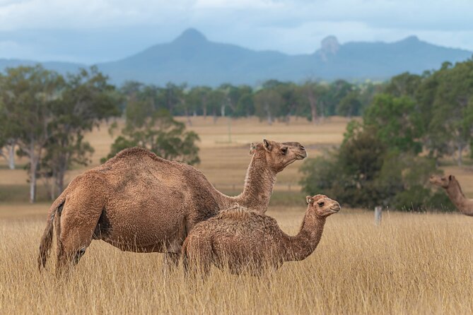 Tour, Taste & Camel Encounter - Cheese, gelato, and the business behind the bottle