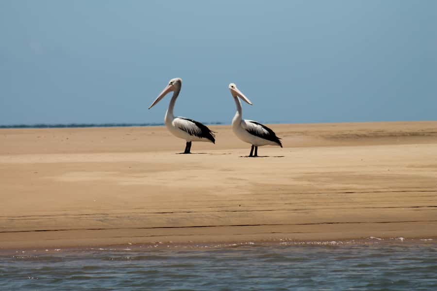 Town 1770: Afternoon Coastline Tour - Key points to know before booking