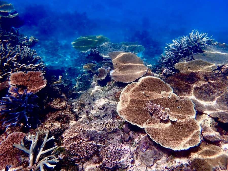 Townsville & Magnetic Island: MOUA & Great Barrier Reef Trip - Leaving Townsville or Magnetic Island early