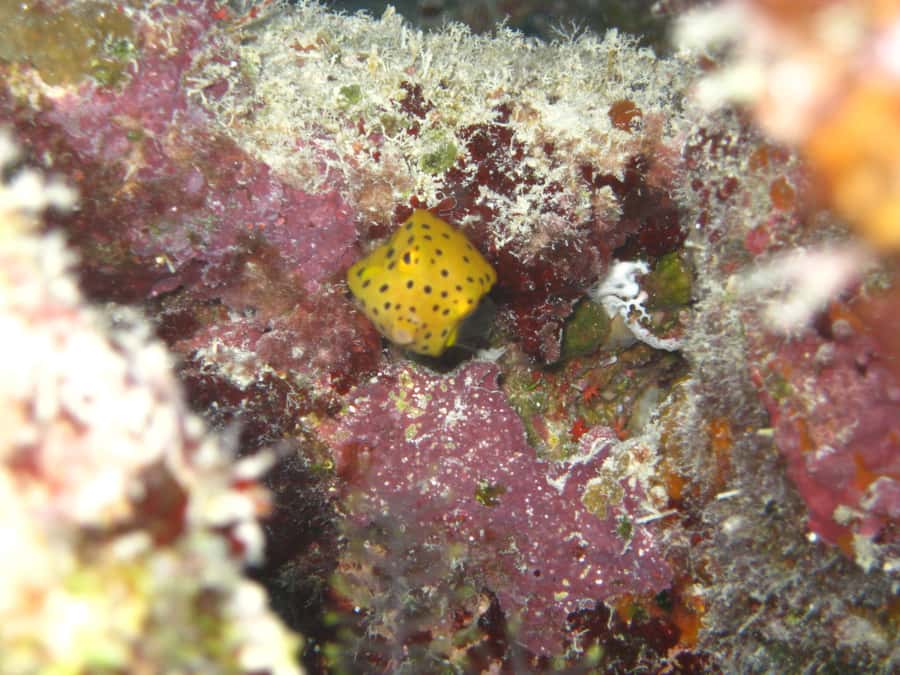 Townsville & Magnetic Island: MOUA & Great Barrier Reef Trip - Natural reef sites from 1 to 20 metres