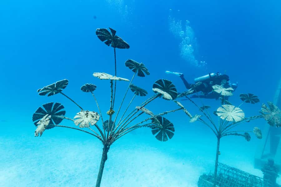 Townsville & Magnetic Island: MOUA & Great Barrier Reef Trip - How much time will you spend in the water?