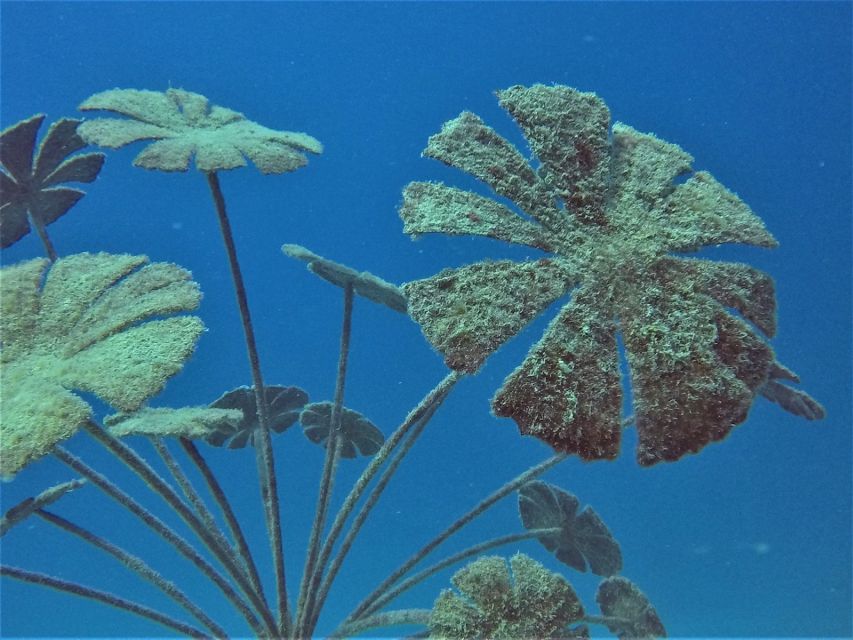 Townsville & Magnetic Island: MOUA & Great Barrier Reef Trip - Safety, instruction, and crew support