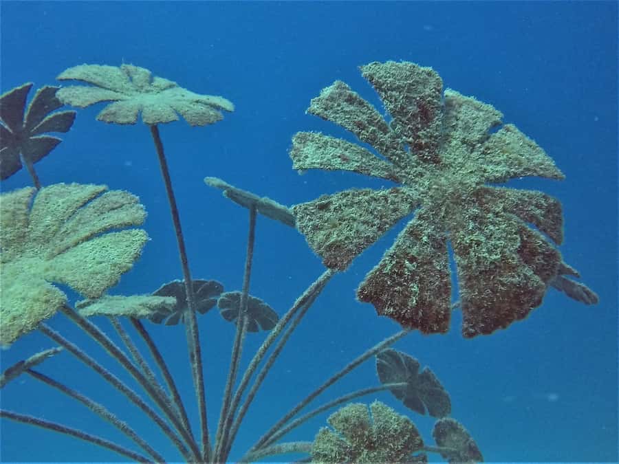 Townsville & Magnetic Island: MOUA & Great Barrier Reef Trip - Who should book this Great Barrier Reef day?