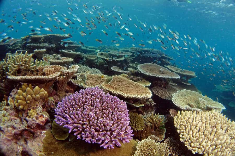 Townsville & Magnetic Island: MOUA & Great Barrier Reef Trip - What the boat trip adds to the day