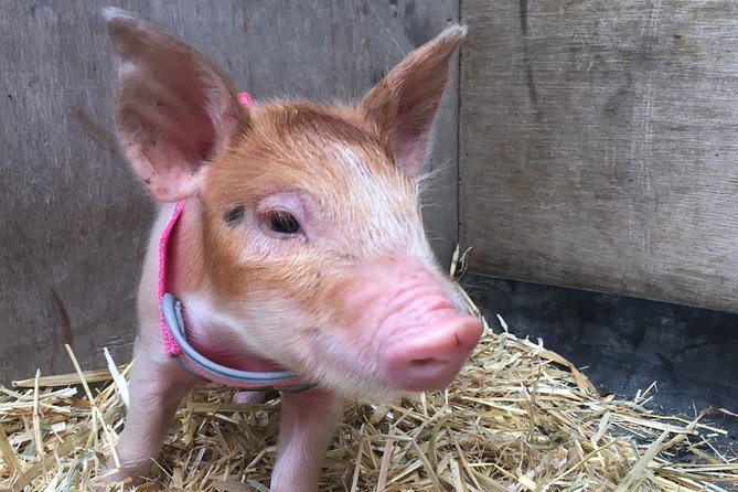Trevena Glen 1hr Animal Tour - A hands-on farm morning near Brisbane