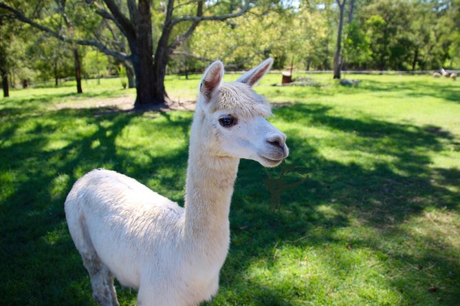 Trevena Glen 1hr Animal Tour - Price and what you receive for $46.62