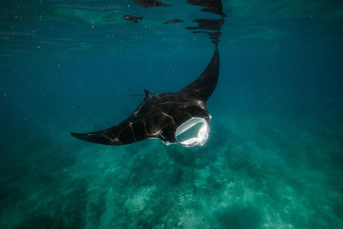 Turtle Tour - Ningaloo Reef Half Day Sea Kayak and Snorkel Tour - Practical packing advice for the 3.5-hour outing