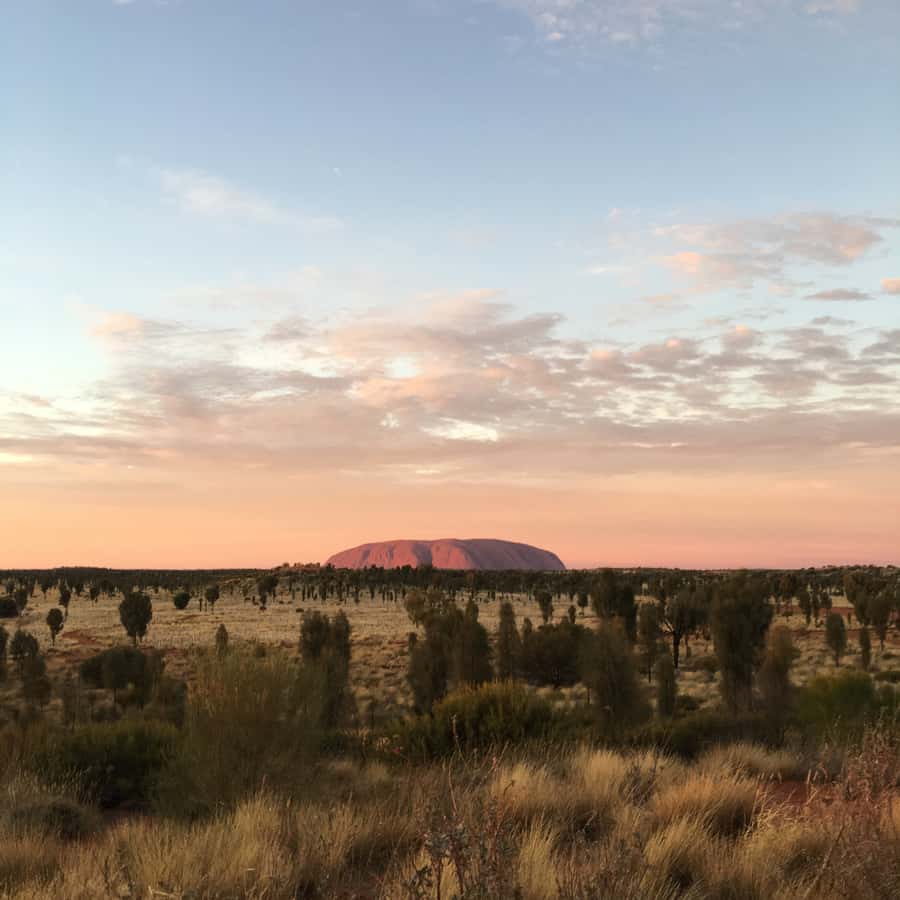 Uluru: Field of Light Sunrise Tour with Hot Drinks - Why Field of Light works so well at Uluru