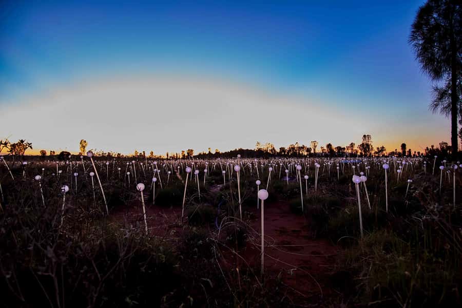 Uluru: Field of Light Sunrise Tour with Hot Drinks - Who should book this sunrise tour?