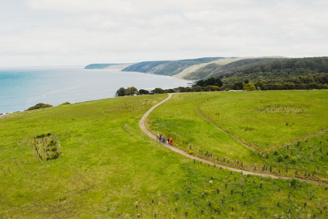 Walk with Wildlife: Guided Tour in Great Ocean Road - The value of $42.32 per person