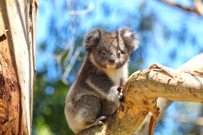 Walk with Wildlife: Guided Tour in Great Ocean Road - Who will enjoy this walk most