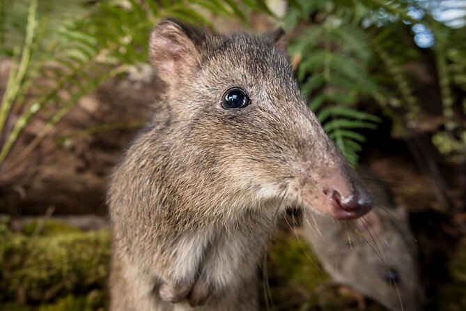 Walk with Wildlife: Guided Tour in Great Ocean Road - A balanced look at the experience