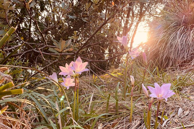 WANDER BYRON Guided Sunrise Tours to Cape Byron Lighthouse - A conservation-minded way to see the cape