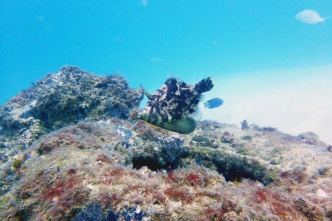 Wave Break Island Snorkel Tour on the Gold Coast - A flexible island stop, not just a swim