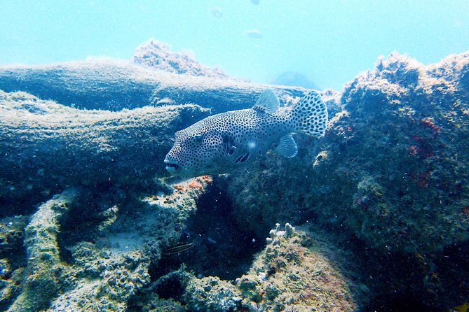 Wave Break Island Snorkel Tour on the Gold Coast - Is the fish viewing worth it?