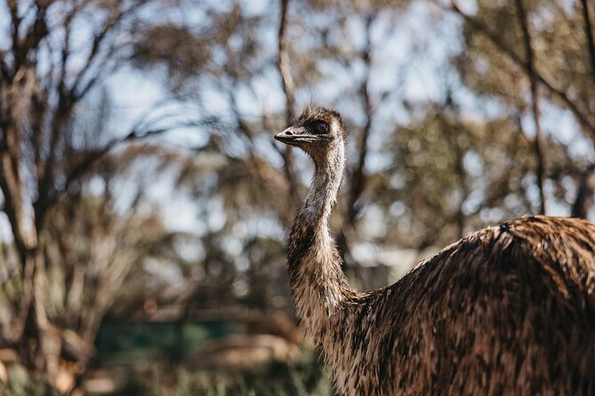 Wave Rock, York and Aboriginal Cultural Day Tour from Perth - Country lunch and the Wildflower Shoppe