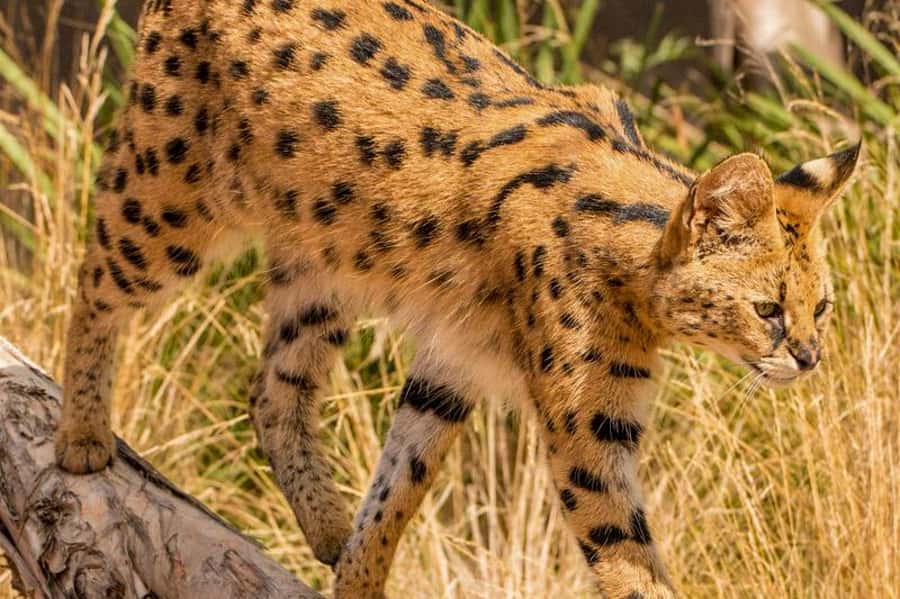Werribee Open Range Zoo: Entry Ticket - Who should book Werribee Open Range Zoo?