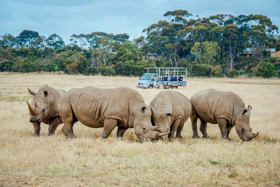 Werribee Open Range Zoo: Entry Ticket - Why the safari bus is the main event