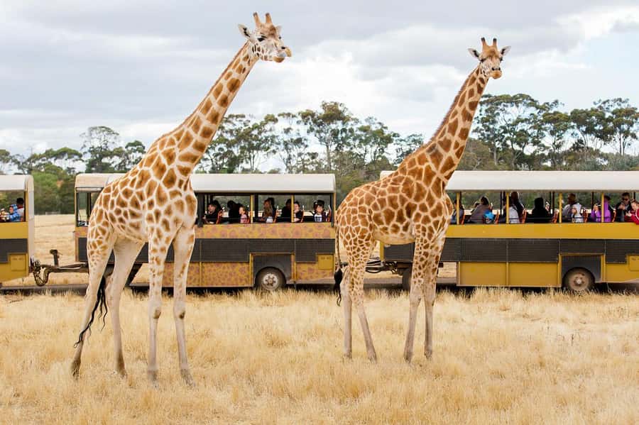 Werribee Open Range Zoo: Entry Ticket - Australian Journey adds a local side to the day