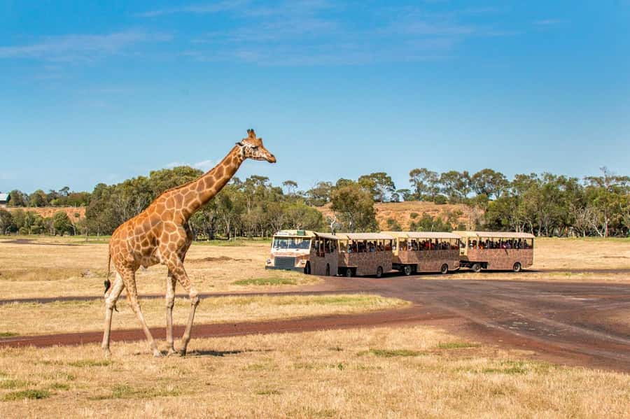 Werribee Open Range Zoo: Entry Ticket - Keeper talks make the animals easier to understand