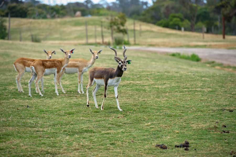 Werribee Open Range Zoo: Entry Ticket - A comfortable day for families and older visitors
