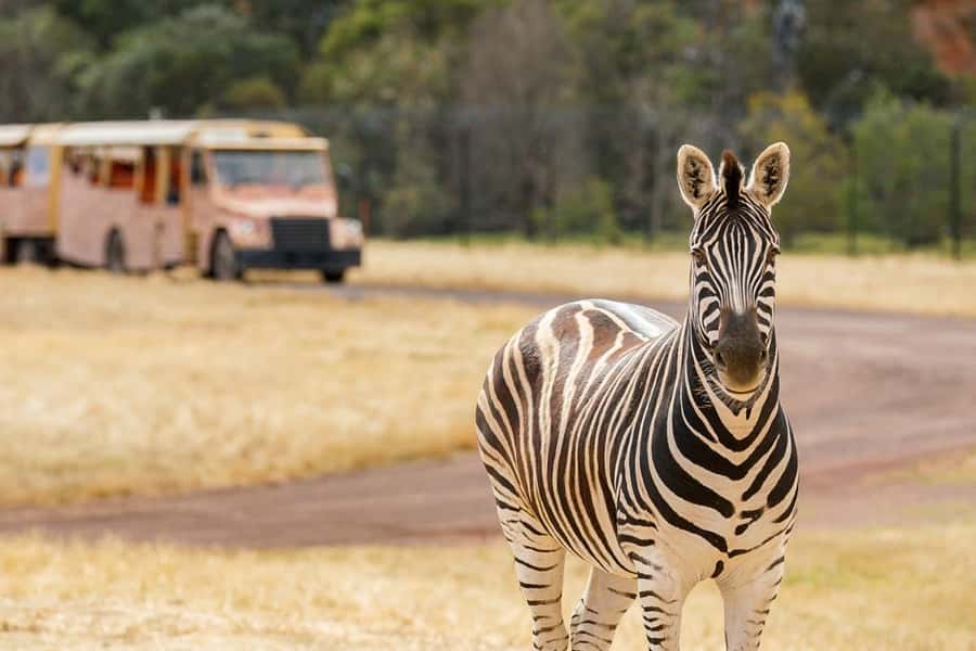 Werribee Open Range Zoo: Entry Ticket - What the $37 admission gives you