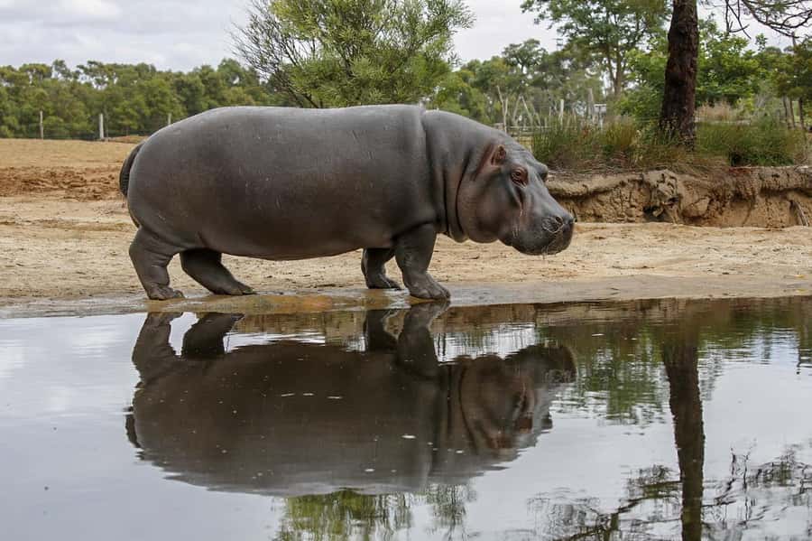 Werribee Open Range Zoo: Entry Ticket - How to plan your day