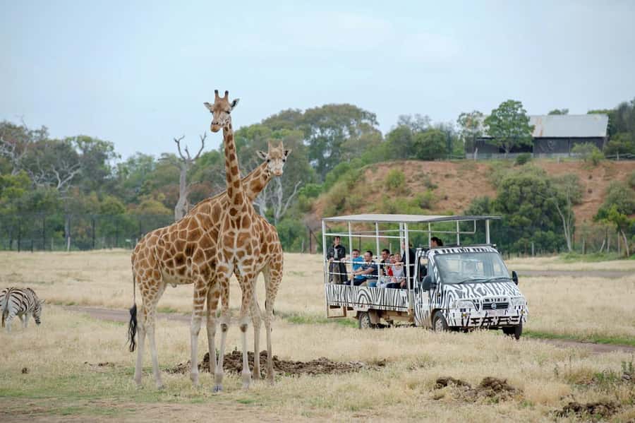 Werribee Open Range Zoo: Entry Ticket - The walk from lions to gorillas and hippos