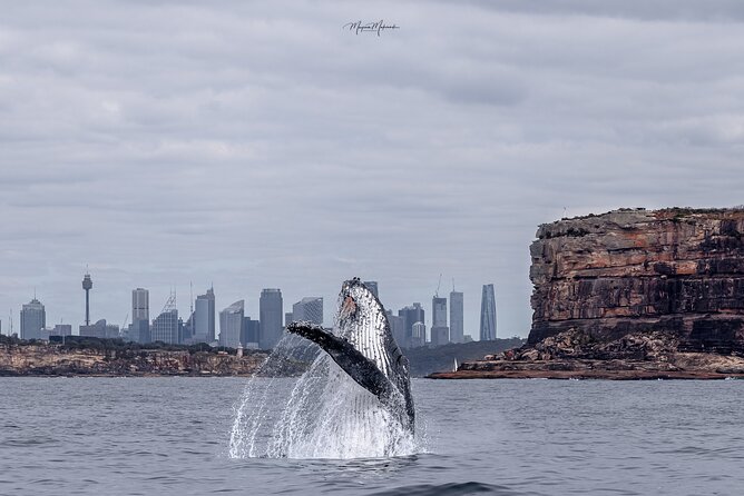Whale Watching Boat Trip in Sydney - Key points to know before you book