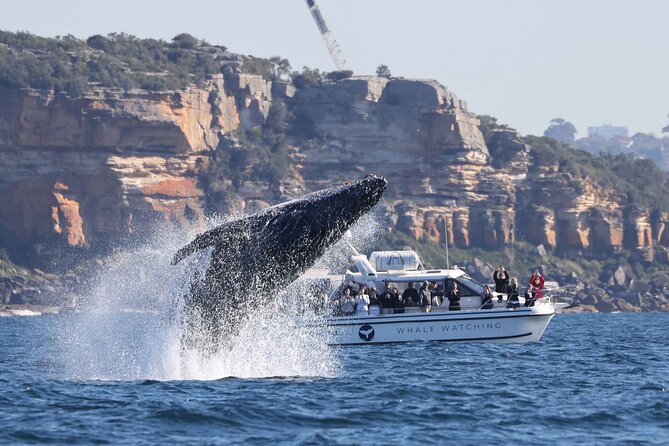Whale Watching Boat Trip in Sydney - Through the Heads and into open water