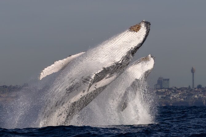 Whale Watching Boat Trip in Sydney - What a whale encounter can look like