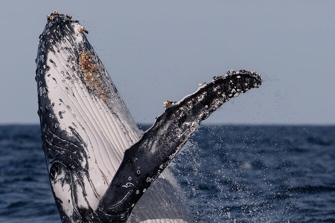 Whale Watching Boat Trip in Sydney - Dolphins, coast views, and the ride home