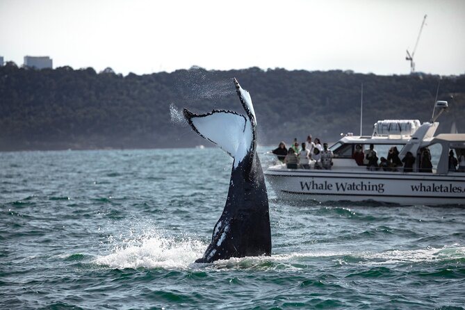 Whale Watching Boat Trip in Sydney - Why the small-group setup matters