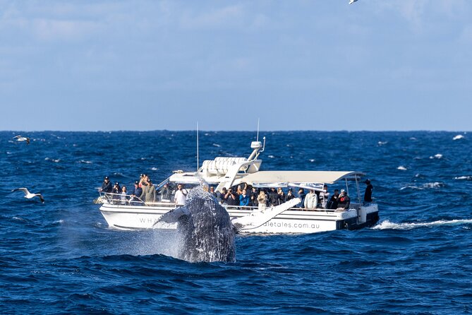 Whale Watching Boat Trip in Sydney - Morning or afternoon: choosing your departure