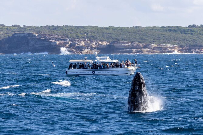 Whale Watching Boat Trip in Sydney - Who will enjoy this Sydney cruise most