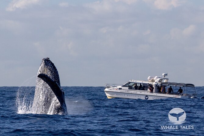 Whale Watching Boat Trip in Sydney - Searching for humpback whales