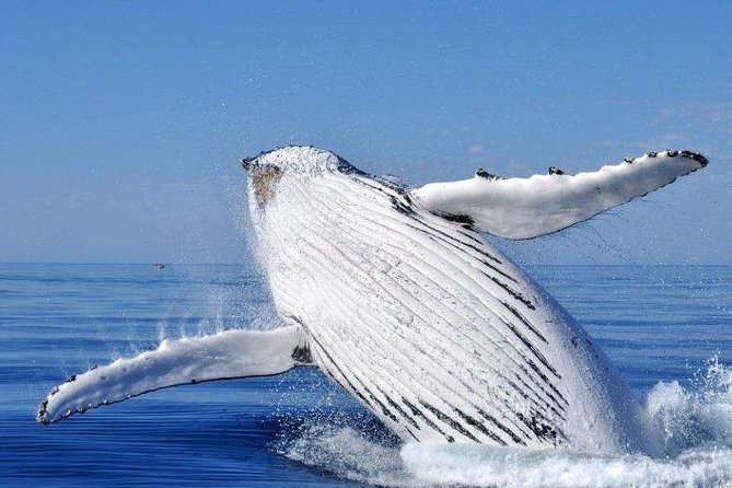 Whale Watching Busselton - Searching Geographe Bay for the first spout