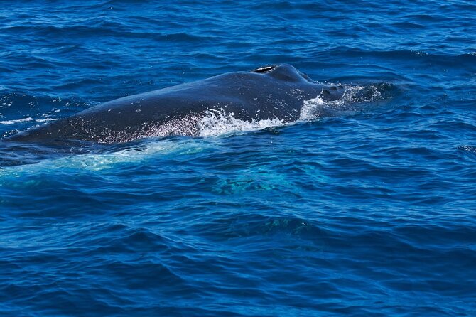 Whale Watching Busselton - What the crew adds to the time on the water