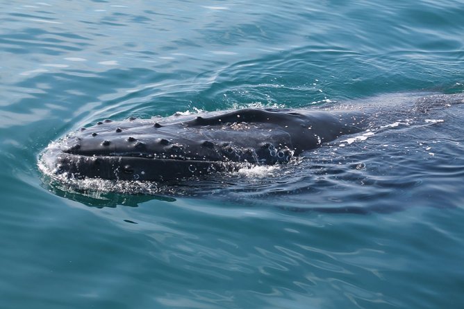 Whale Watching Busselton - Weather cancellations and the practical risk